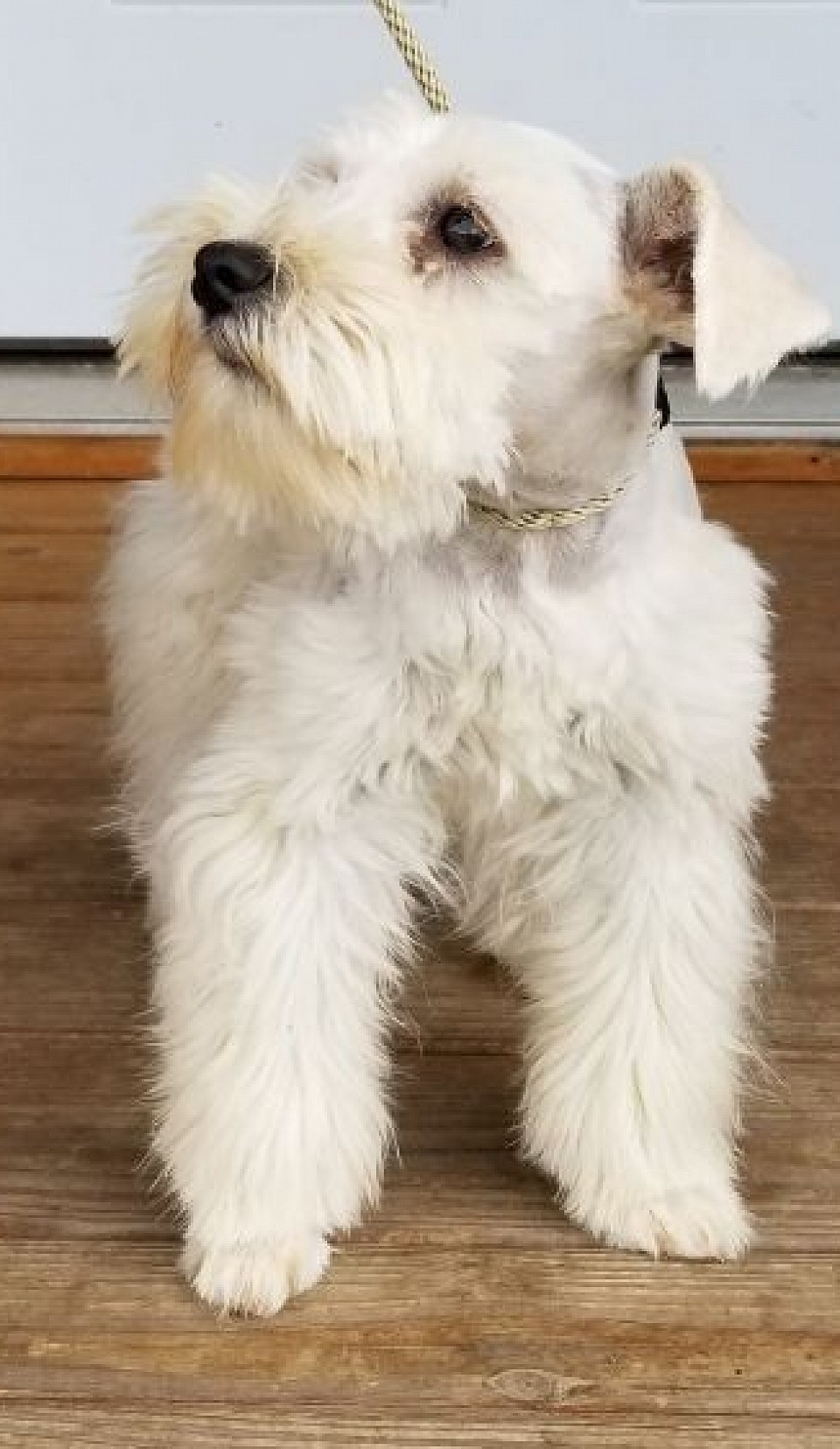 Winter - AKC- 13 lbs- 3 yrs- FOR SALE 500 pet price