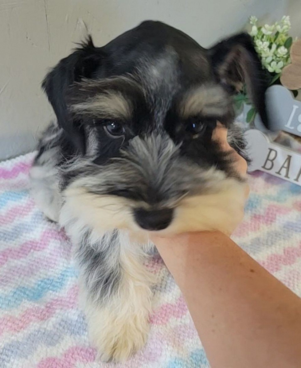 9/7/24 BLACK AND TAN PARTI ROAN BOY 1200 HE WILL BE TOY SIZE